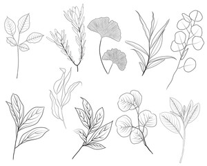 Hand drawn line art flowers. Eucalyptus and gingo biloba black contour drawing. Fine art floral illustration on white background. Black and white elegant line drawing. Can be used for logo, pattern