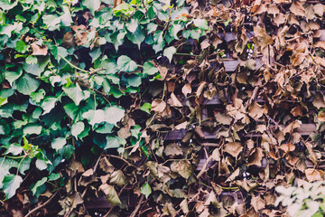 detail of half green half dry dead ivy climber on fence lattice