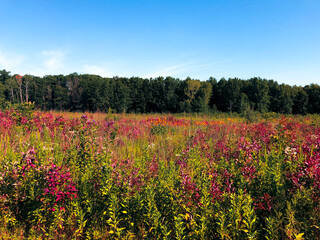 field of flowers