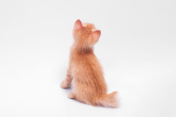 Little orange tabby cat sitting back on white background.
