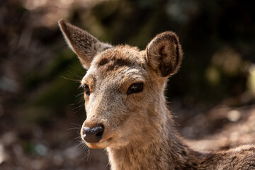 The child of dear in Nara.