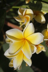 beautiful yellow flangipani flowers