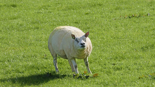Beltex Sheep eating grass through a gate in field