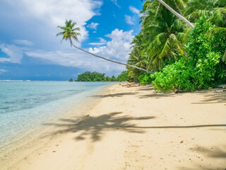 Palm tree extending over a sandy tropical beach
