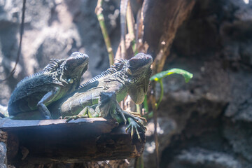 Green iguana. Iguana - also known as Common iguana or American iguana. Lizard families, look toward a bright eyes looking in the same direction as we find something new life