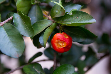 Closeup of a rotten acerola fruit on a tree.