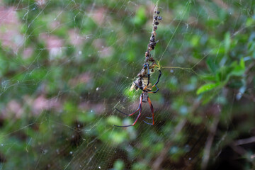 Huge spyder on its web.