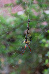 Vertical photo of a huge spyder on its web.