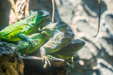 Green iguana. Iguana - also known as Common iguana or American iguana. Lizard families, look toward...