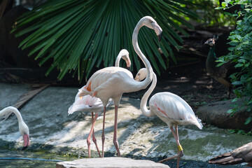 Greater Flamingo, Phoenicopterus ruber, beautiful pink big bird in dark water, with evening light in Vietnam
