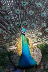 Obraz premium Peacock - peafowl with open tail, beautiful representative exemplar of male peacock in great metalic colors