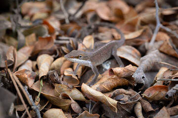 Brown green anole lizard in dead leaves