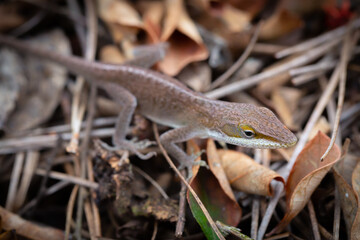 Brown green anole lizard in dead leaves