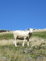 Fototapeta premium New Zealand Farm Sheep ニュージーランド 牧場 羊