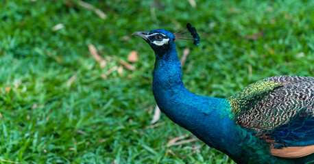Fototapeta premium Peacock - peafowl with open tail, beautiful representative exemplar of male peacock in great metalic colors