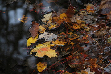 autumn leaves floating in a muddy river