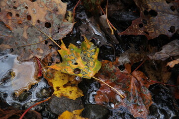 rainy day autumn leaves