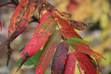 colorful autumn leaves in the park