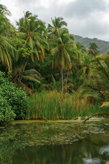 Obraz premium Caribbean jungle. Mountains, palm trees and many green bushes
