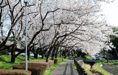 桜満開　道　風景