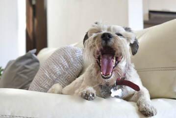 Perro blanco bostezando sobre sillón