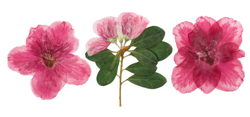 Pressed and dried flowers azalea, isolated on white background. For use in scrapbooking, pressed floristry or herbarium