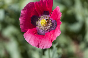 Red Poppy flower close-up