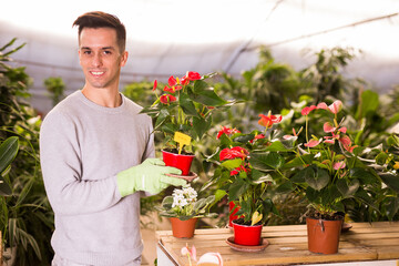Portrait of smiling young male florist holding flowering Anthurium in pot, satisfied with his plants in greenhouse