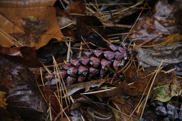 pinecone on a rainy autumn day