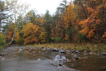 Rainy day river in autumn forest