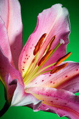 Lily, tropical flower with white-pink petals on green background, nature in detail, macrophotography  
