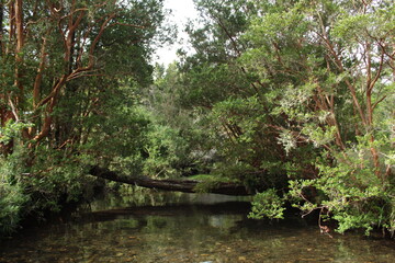 Fototapeta na wymiar water in the forest