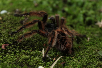 spider 