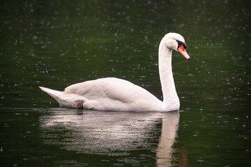 beautiful elegant single swan swimming in lake on rainy day at Toblacher See, Toblach Dobbiaco, Südtirol Southtyrol, Italy