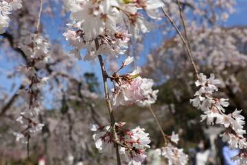 cherry blossom in spring