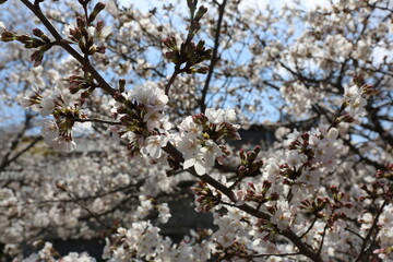 cherry blossom in spring
