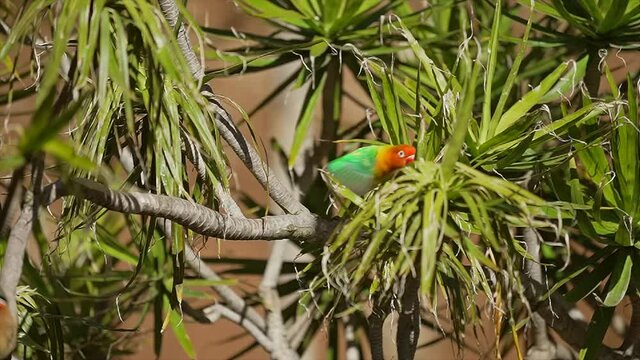 This slow motion video shows a perched wild Fischer's Lovebirds (Agapornis fischeri) bird taking off and flying away in a lush landscape.