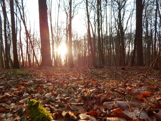 autumn in the forest
