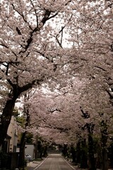 称名寺の桜のアーチ