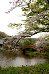 Naklejka premium 金沢文庫の称名寺の桜