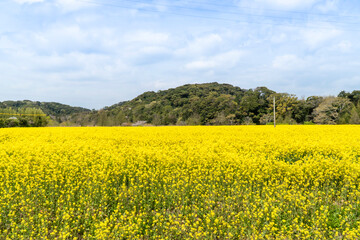 Obraz premium 一面の菜の花畑