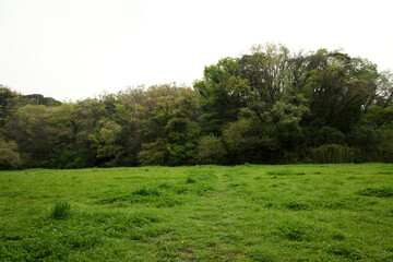 緑の原っぱストレスフリー