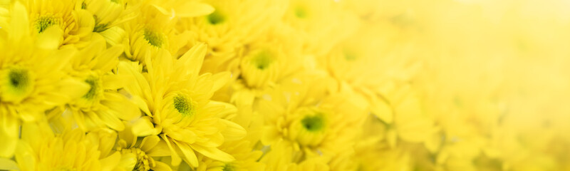 Closeup of yellow Mums flower using as background natural flora, ecology cover page concept.