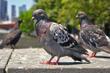 pigeon on the ground