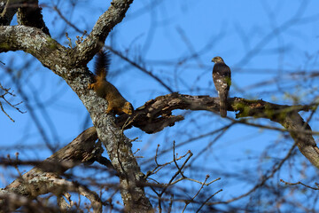 Falcon Perched In Tree With Squirrel-9828