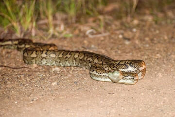 Carpet Python