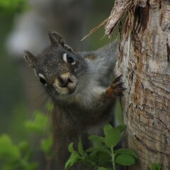 squirrel in the park