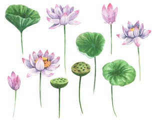 Fototapeta na wymiar Watercolor set with botanical illustration of lotus flowers. 