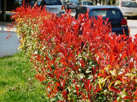 A photinia fraseri red robin hedge with red and green leaves, in a garden in Attica, Greece