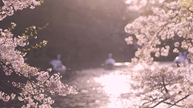 桜が満開の井の頭恩賜公園の夕景　井の頭池に浮かぶスワンボート（2021年3月）
